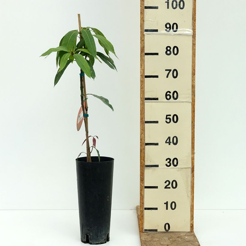 Spécimen de Manguier Osteen - Mangifera indica Pot de 6L/7L tel que livré en été