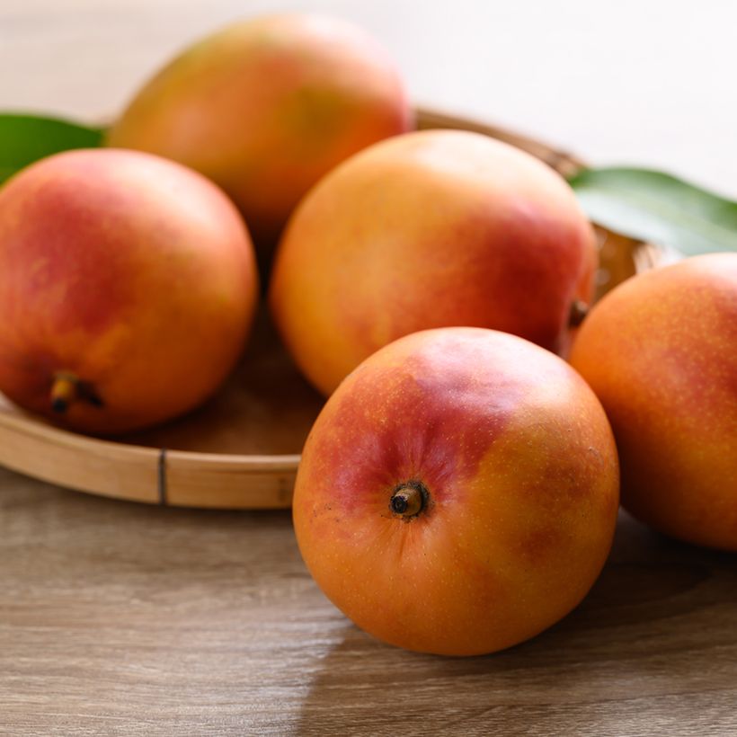 Manguier Tommy Atkins - Mangifera indica (Récolte)