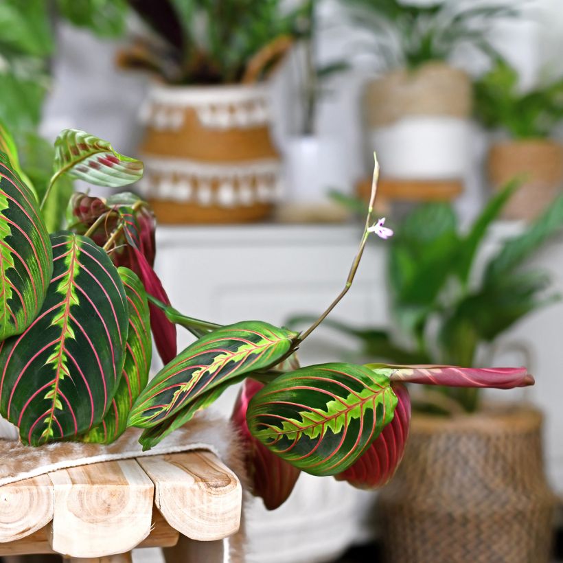 Maranta Tricolor Fascinator - Plante qui prie (Floraison)