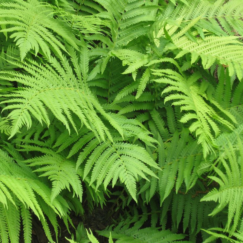 Matteuccia struthiopteris - Fougère d'Allemagne (Feuillage)