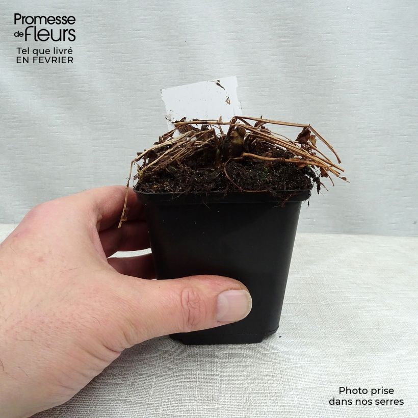 Spécimen de Matteuccia struthiopteris - Fougère d'Allemagne Godet de 8/9 cm tel que livré en hiver