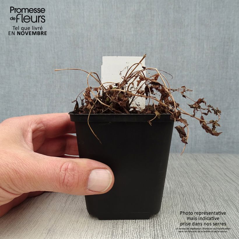 Spécimen de Matteuccia struthiopteris - Fougère d'Allemagne Godet de 8/9 cm tel que livré en automne