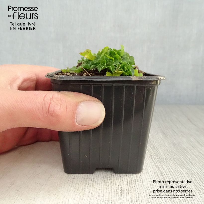 Spécimen de Mauve blanche - Malva moschata Alba Godet de 7/8 cm tel que livré en hiver