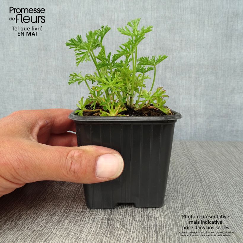 Spécimen de Mauve blanche - Malva moschata Alba Godet de 7/8 cm tel que livré au printemps