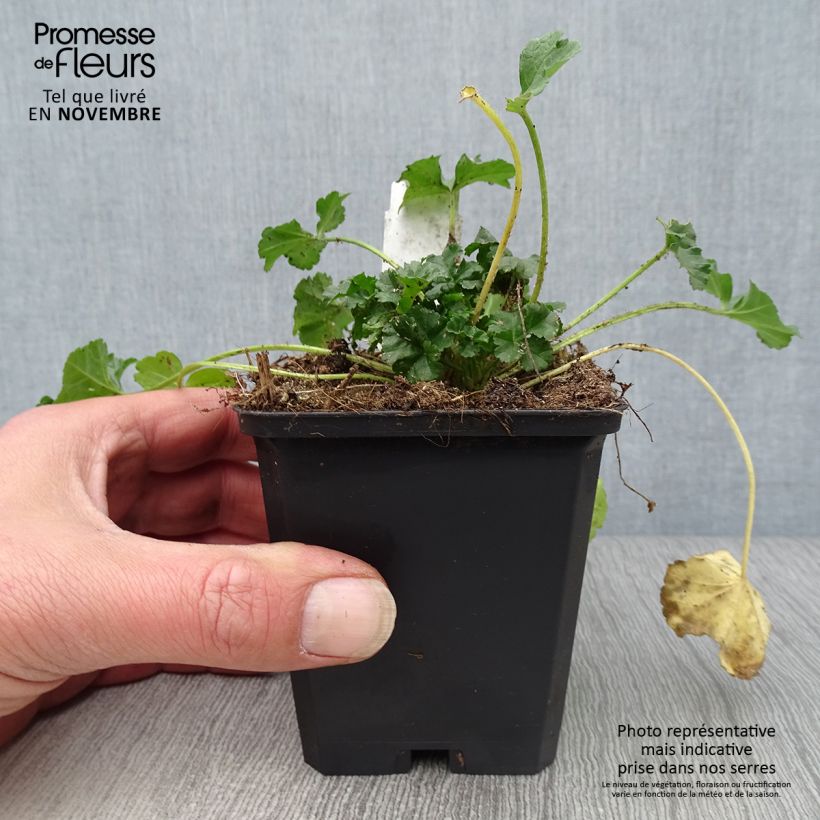 Spécimen de Mauve musquée - Malva moschata Rosea Godet de 8/9 cm tel que livré en automne