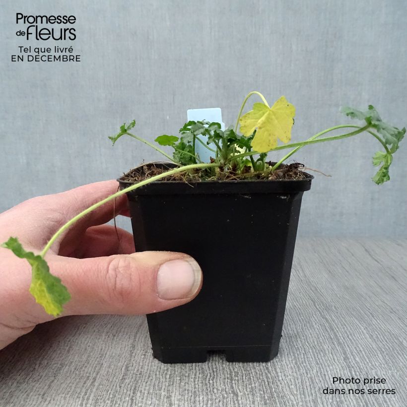 Spécimen de Mauve musquée - Malva moschata Rosea Godet de 8/9 cm tel que livré en hiver