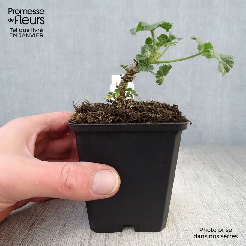 Spécimen de Mauve sylvestre - Malva sylvestris Primley Blue Godet de 8/9 cm tel que livré en hiver