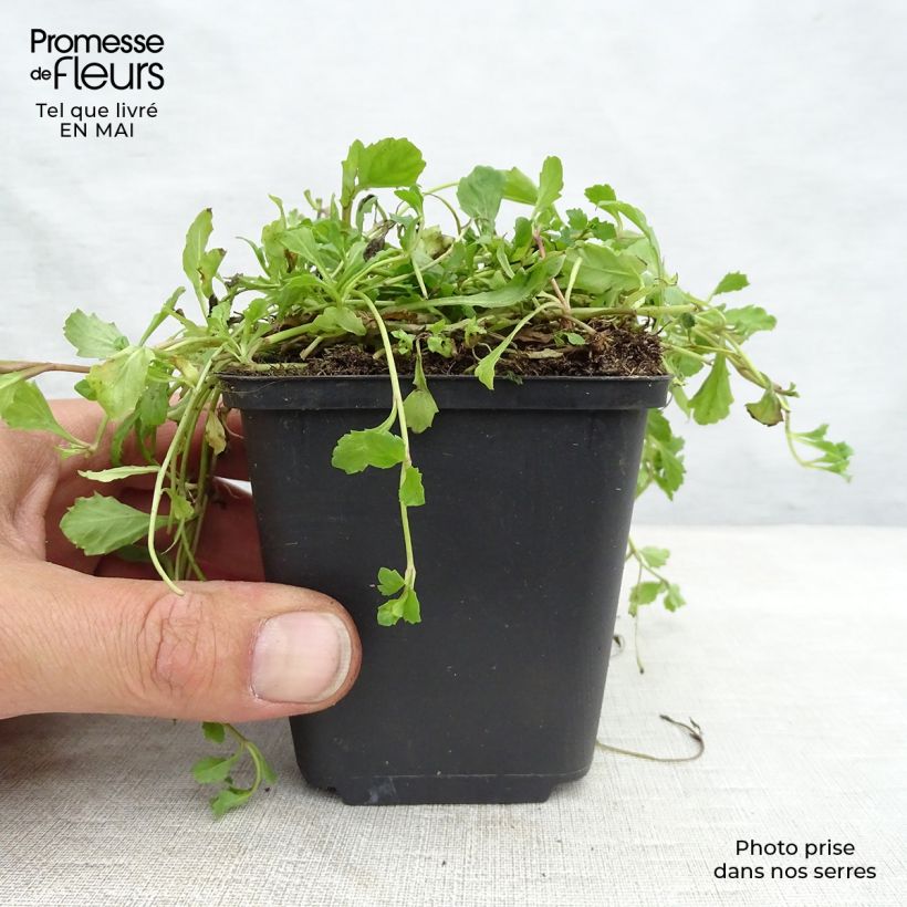 Spécimen de Mazus reptans Godet de 8/9 cm tel que livré au printemps