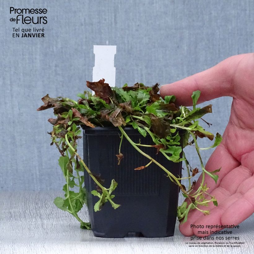 Spécimen de Mazus reptans Albus - Mazus rampant Godet de 8/9 cm tel que livré en hiver