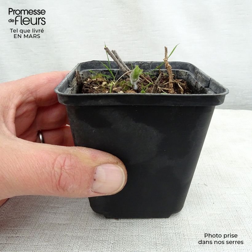 Spécimen de Meehania urticifolia Godet de 8/9 cm tel que livré au printemps