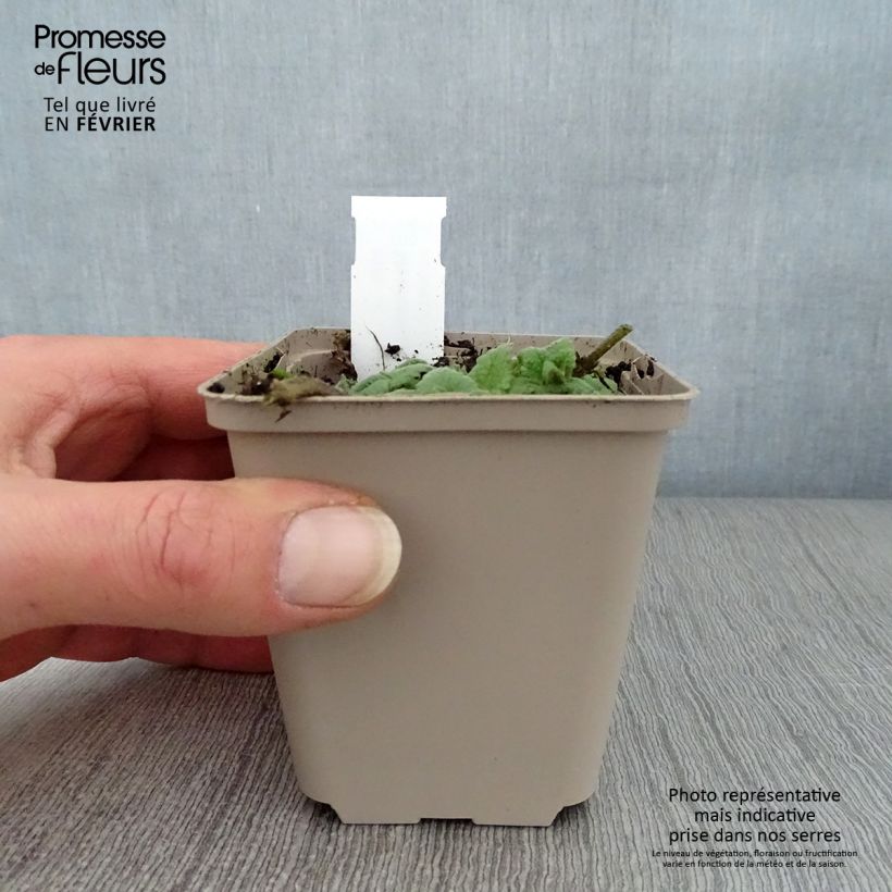 Spécimen de Meehania urticifolia Godet de 8/9 cm tel que livré en hiver