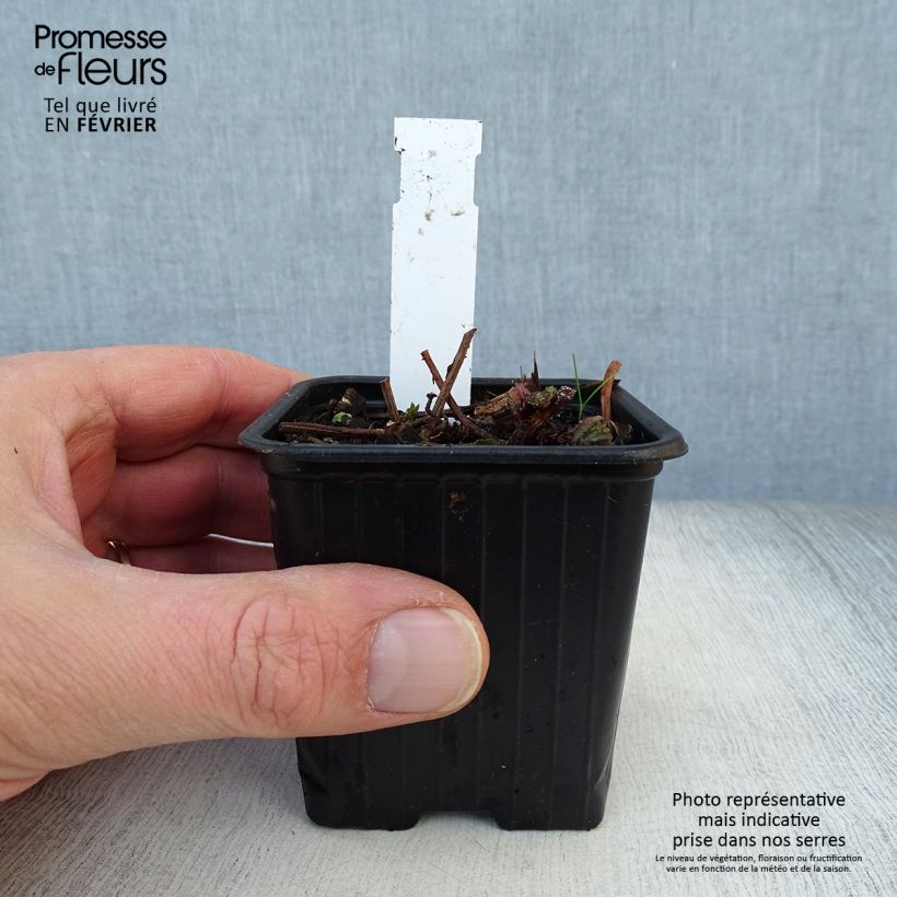 Spécimen de Meehania urticifolia Japan Blau Godet de 8/9 cm tel que livré en hiver