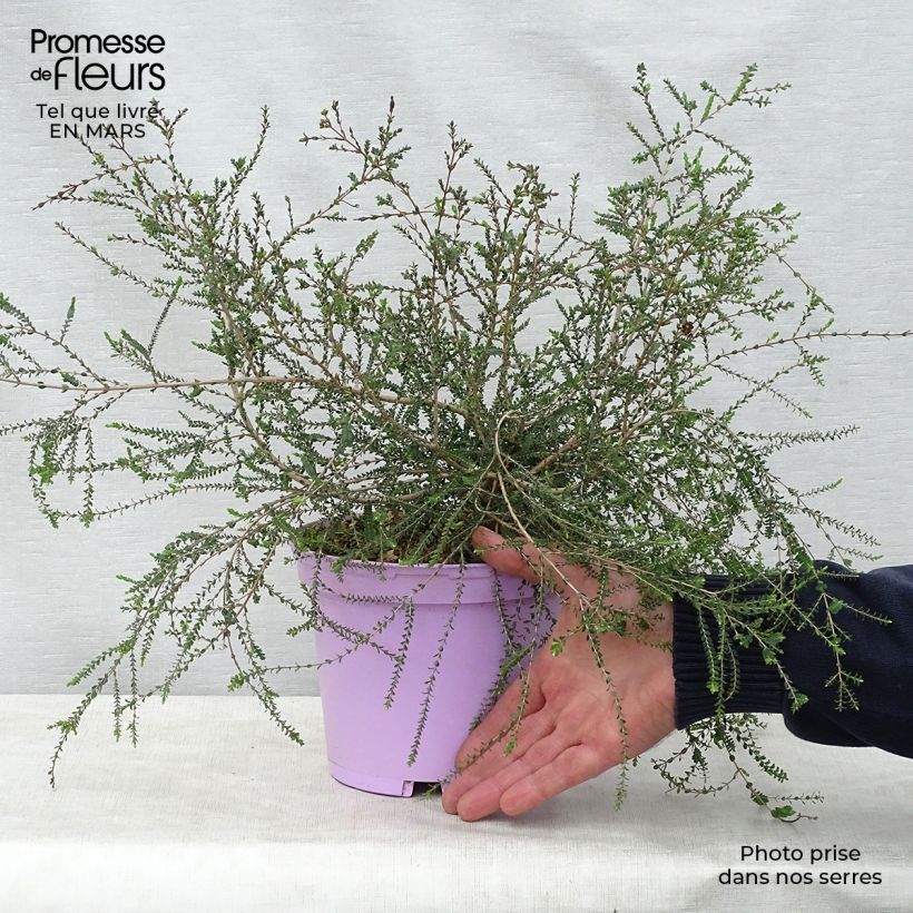 Spécimen de Melaleuca gibbosa Pot de 2L/3L tel que livré au printemps