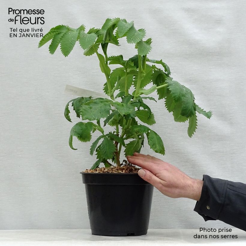 Spécimen de Melianthus major - Grande mélianthe Pot de 3L/4L tel que livré en hiver