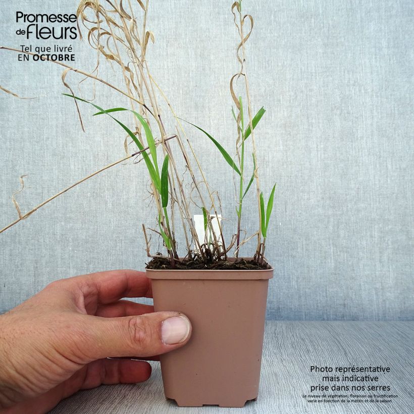 Spécimen de Melica altissima Atropurpurea - Mélique élevée Godet de 8/9 cm tel que livré en automne