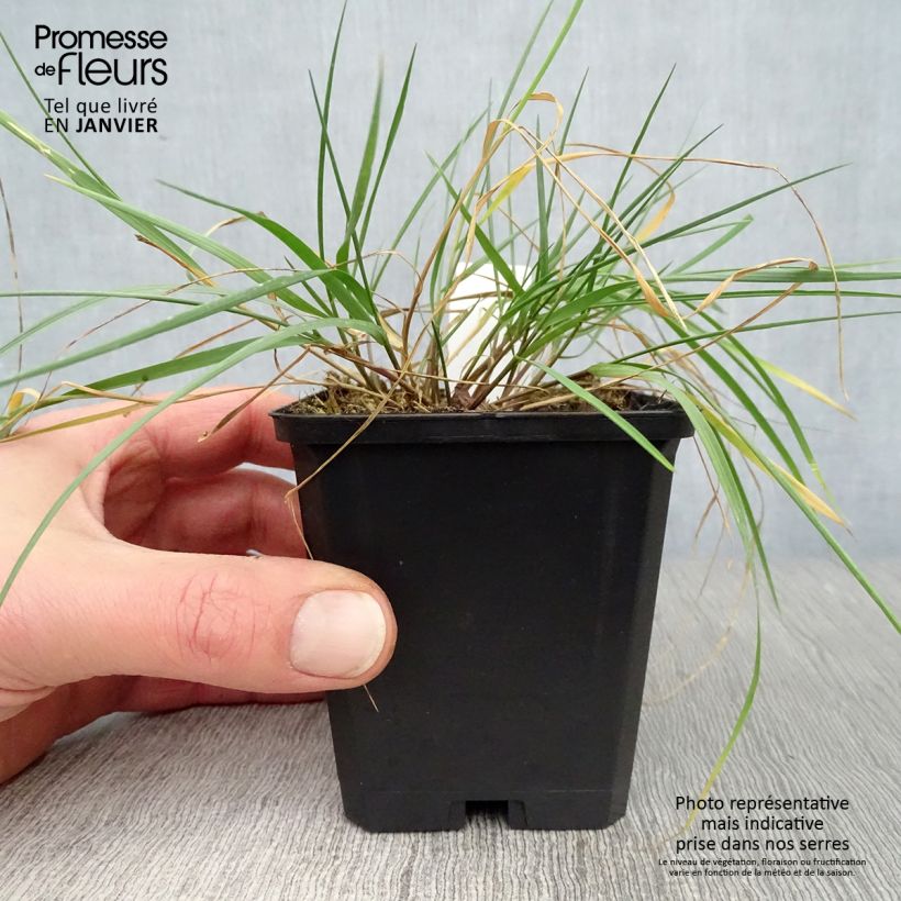 Spécimen de Melica ciliata - Mélique ciliée Godet de 8/9 cm tel que livré en hiver