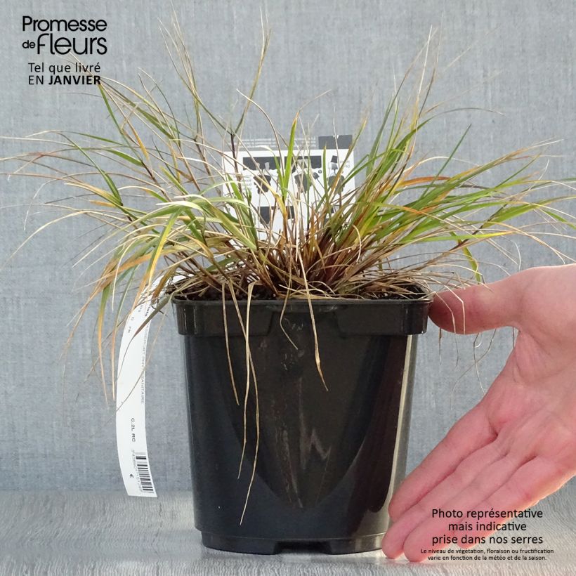 Spécimen de Melica ciliata - Mélique ciliée Pot de 2L/3L tel que livré en hiver