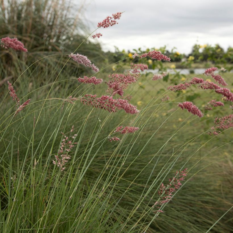 Melinis nerviglumis - Graminée vivace (Floraison)
