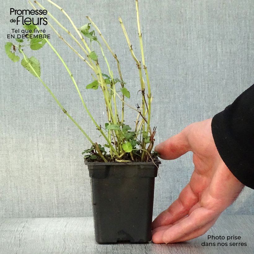 Spécimen de Mélisse citronnelle en plants tel que livré en hiver