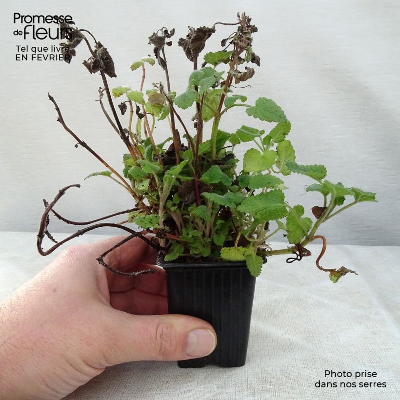 Spécimen de Mélisse goût d'orange - Melissa officinalis ssp. altissima Godet de 7/8 cm tel que livré en hiver