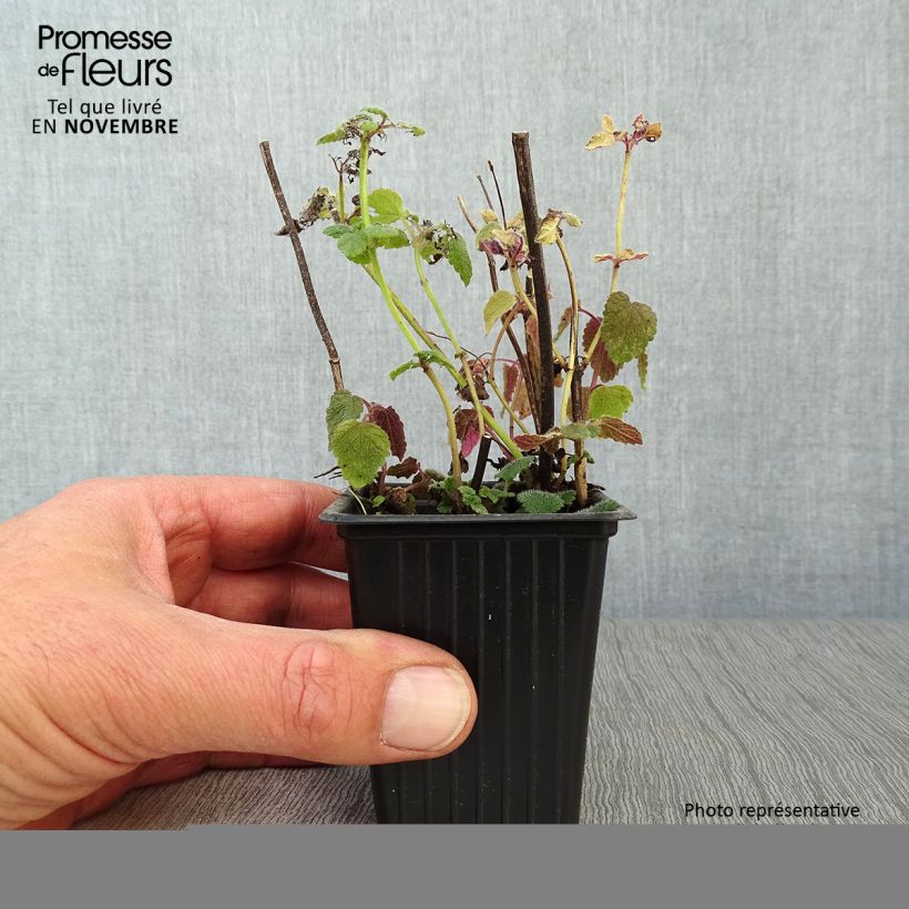 Spécimen de Mélisse goût d'orange - Melissa officinalis ssp. altissima Godet de 7/8 cm tel que livré en automne