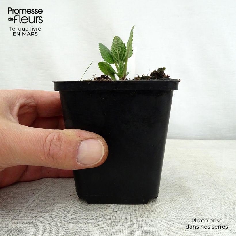 Spécimen de Mélitte, Melittis melissophyllum Alba Godet de 8/9 cm tel que livré au printemps