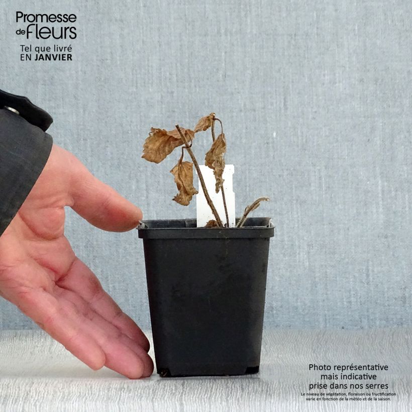 Spécimen de Mélitte, Melittis melissophyllum Alba Godet de 8/9 cm tel que livré en hiver