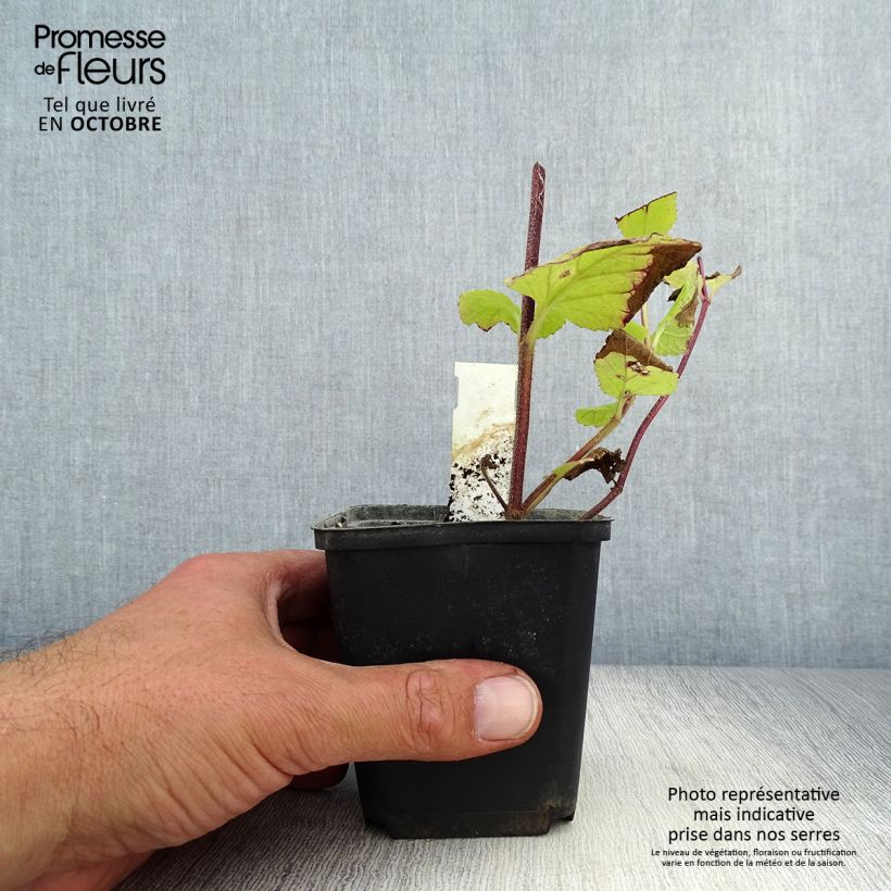 Spécimen de Mélitte, Melittis melissophyllum Alba Godet de 8/9 cm tel que livré en automne