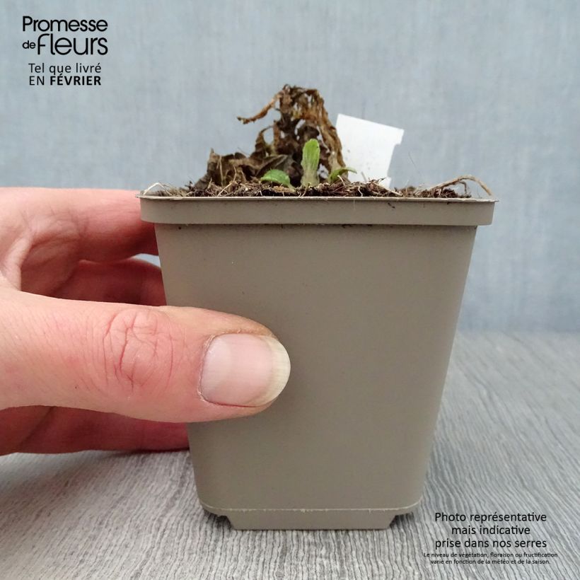 Spécimen de Mélitte - Melittis melissophyllum Godet de 8/9 cm tel que livré en hiver