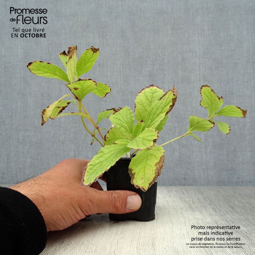 Spécimen de Mélitte - Melittis melissophyllum Royal Velvet Godet de 8/9 cm tel que livré en automne