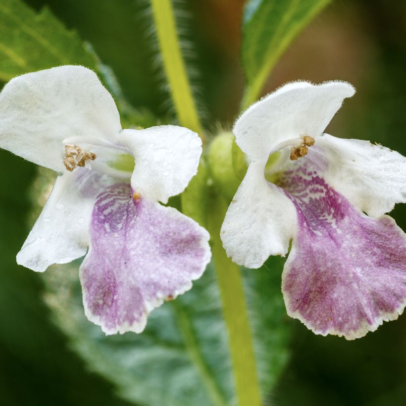 Mélitte - Melittis melissophyllum (Floraison)