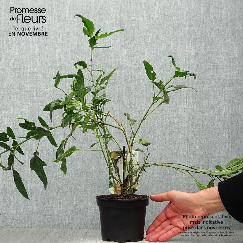Spécimen de Melon Poire - Pépino - Solanum muricatum Pot de 1,5L/2L tel que livré en automne