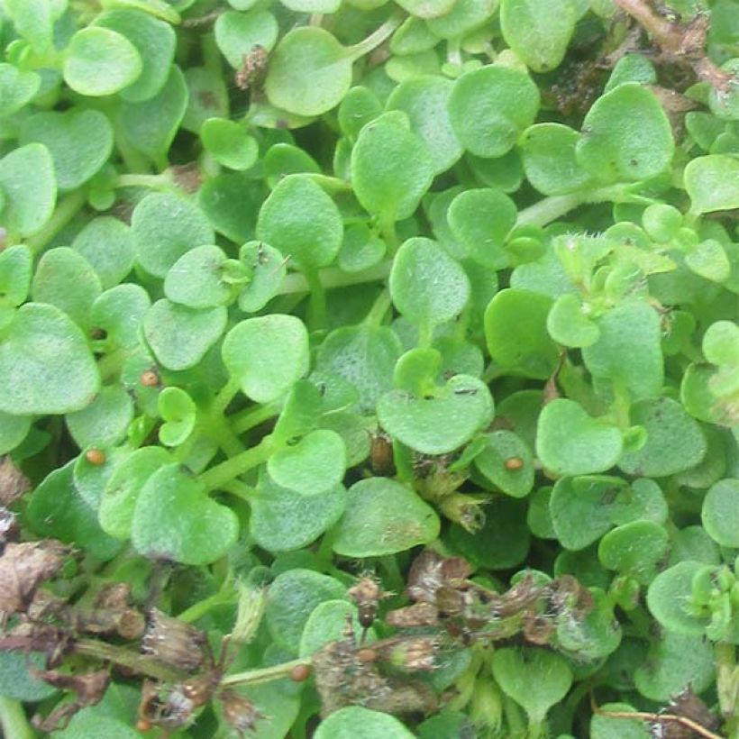 Mentha requienii (Folhagem)