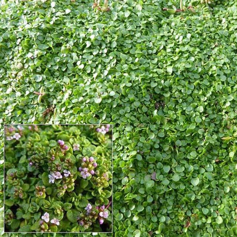 Menthe de Corse - Mentha requienii (Floraison)