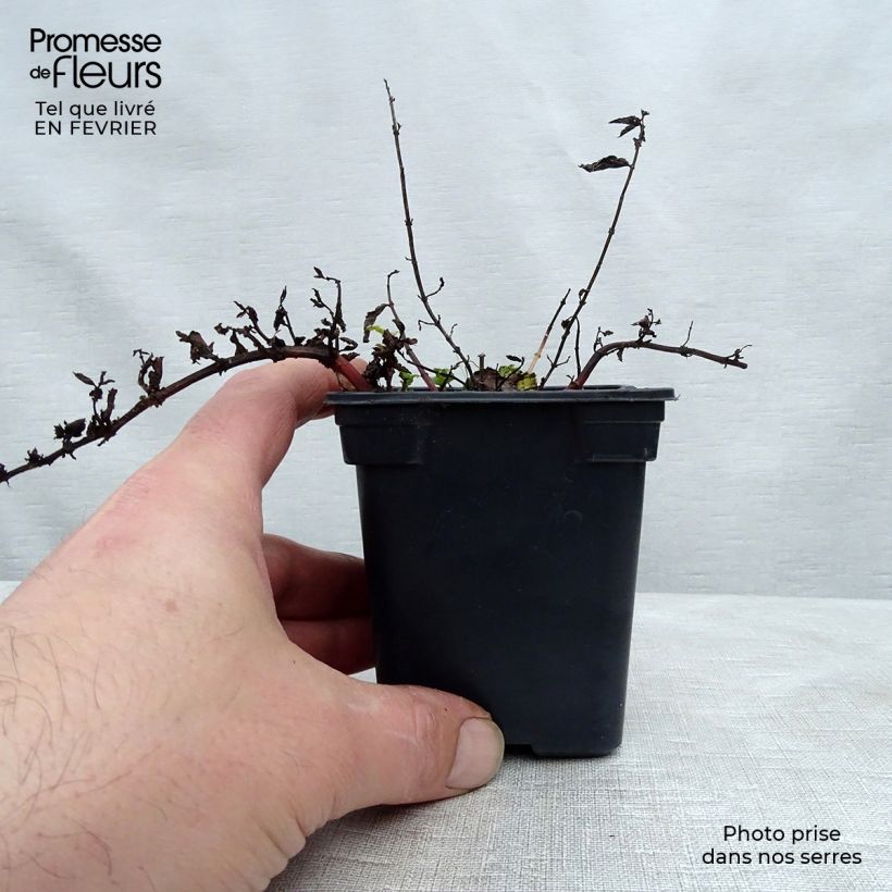 Spécimen de Menthe Algérienne BIO Godet de 7/8 cm tel que livré en hiver