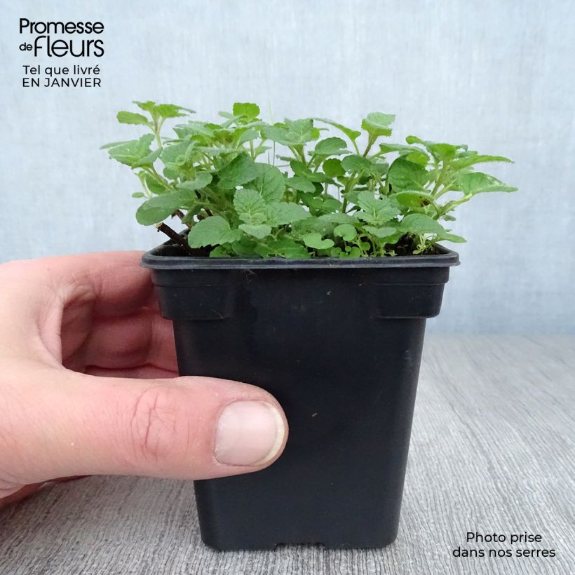 Spécimen de Menthe Bergamote BIO - Mentha citrata Bergamote Godet de 8/9 cm tel que livré en hiver