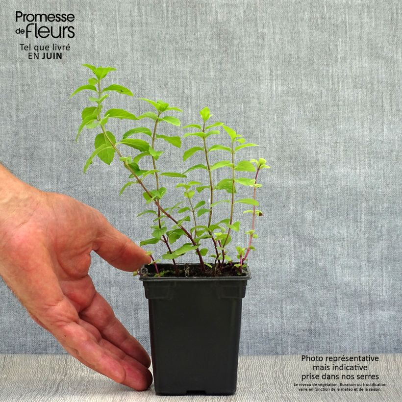 Spécimen de Menthe Citron - Mentha citrata Godet de 8/9 cm tel que livré en été