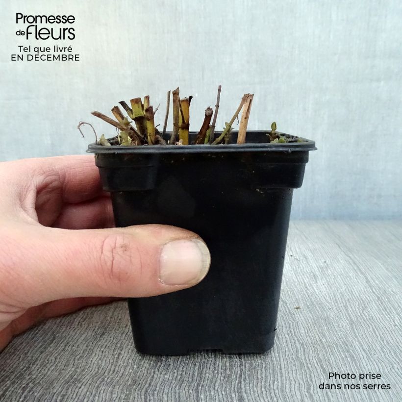 Spécimen de Menthe Eau de Cologne BIO - Mentha citrata Eau de Cologne Godet de 7/8 cm tel que livré en hiver