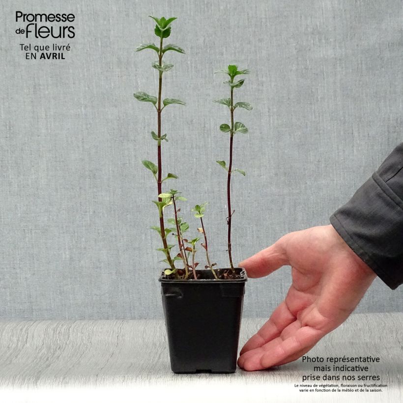 Spécimen de Menthe Eau de Cologne BIO - Mentha citrata Eau de Cologne Godet de 7/8 cm tel que livré au printemps