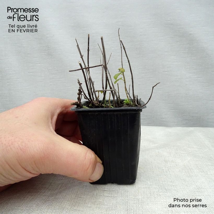 Spécimen de Menthe Fraise BIO - Mentha spicata Strawberry Godet de 7/8 cm tel que livré en hiver