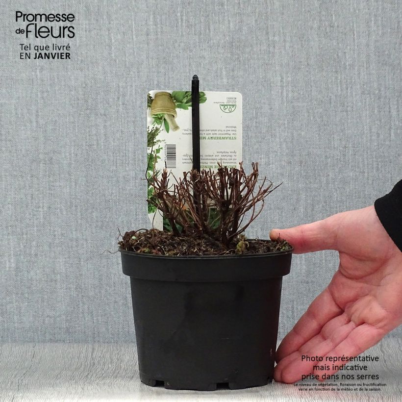 Spécimen de Menthe Fraise - Mentha spicata Strawberry  Pot de 1,5L/2L tel que livré en hiver