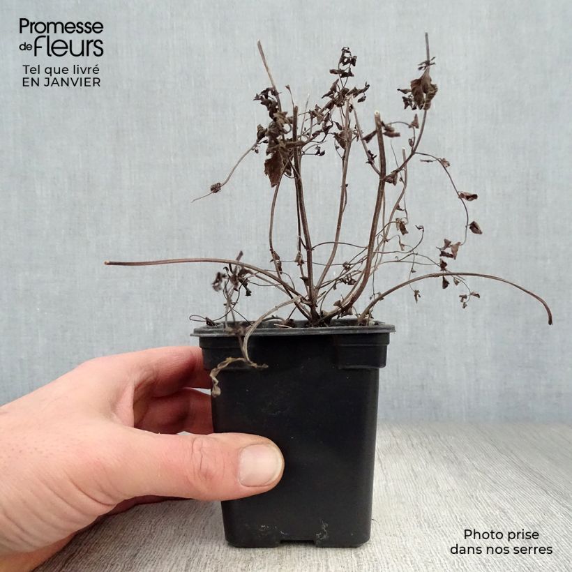 Spécimen de Menthe Gingembre BIO - Mentha piperita Ginger Godet de 7/8 cm tel que livré en hiver