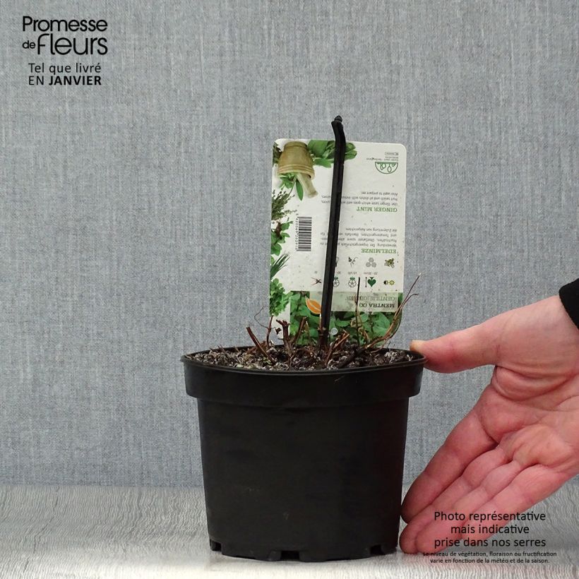 Spécimen de Menthe Gingembre - Mentha piperita Ginger Pot de 1,5L/2L tel que livré en hiver