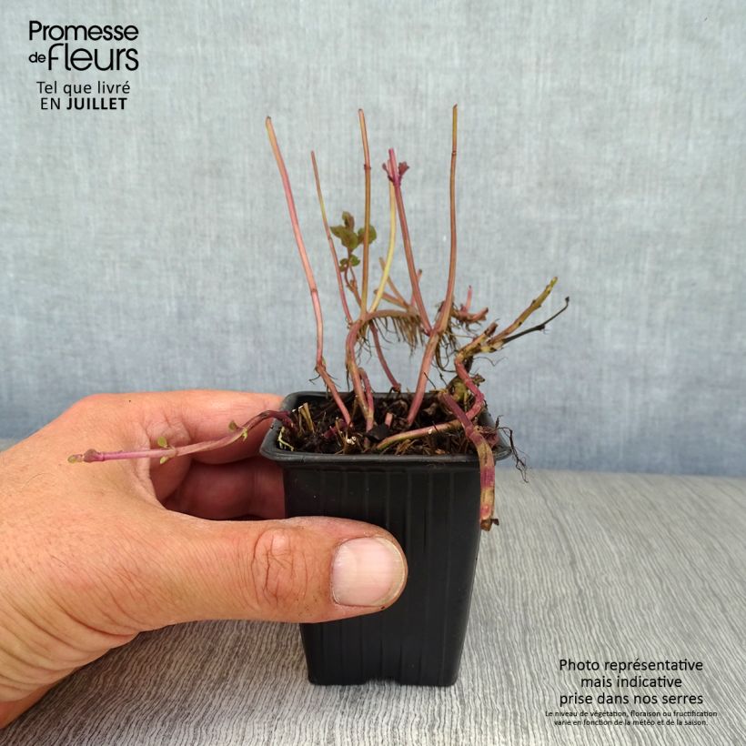 Spécimen de Menthe Goût d'Orange - Mentha citrata Goût d'Orange  Godet de 8/9 cm tel que livré en été