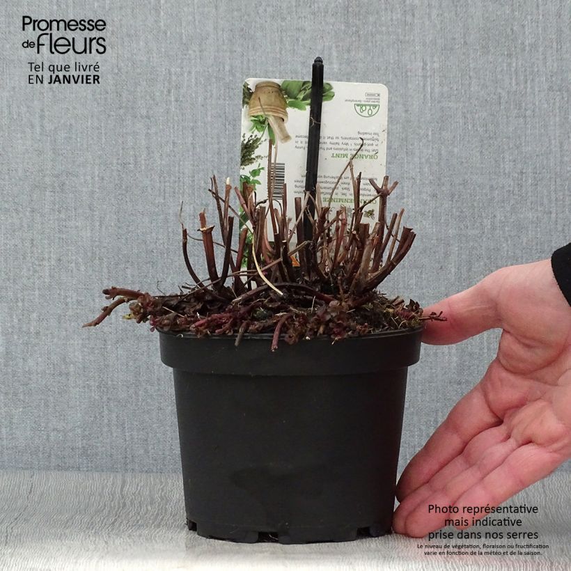Spécimen de Menthe Goût d'Orange - Mentha citrata Goût d'Orange  Pot de 1,5L/2L tel que livré en hiver