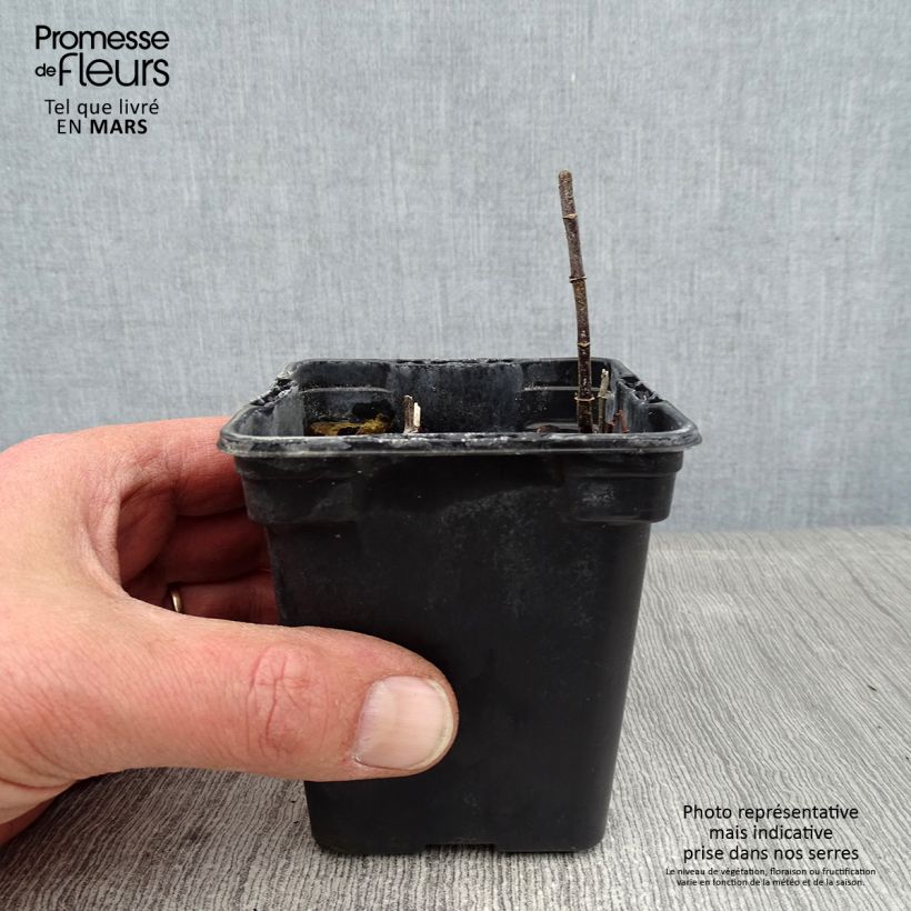 Spécimen de Menthe - Mentha spicata Wintergreen BIO Godet de 8/9 cm tel que livré en hiver