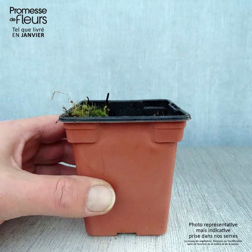 Spécimen de Menthe Mojito BIO - Mentha hemingwayensis Godet de 7/8 cm tel que livré en hiver