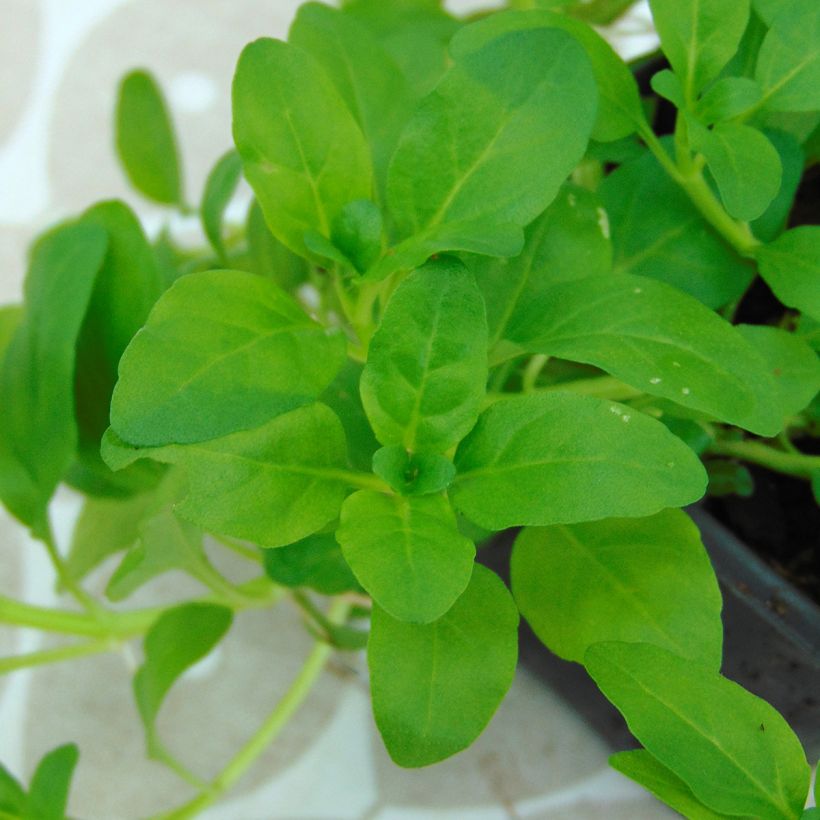 Menthe Pouliot - Mentha pulegium (Feuillage)