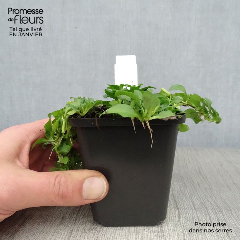 Spécimen de Menthe Pouliot - Mentha pulegium Godet de 8/9 cm tel que livré en hiver