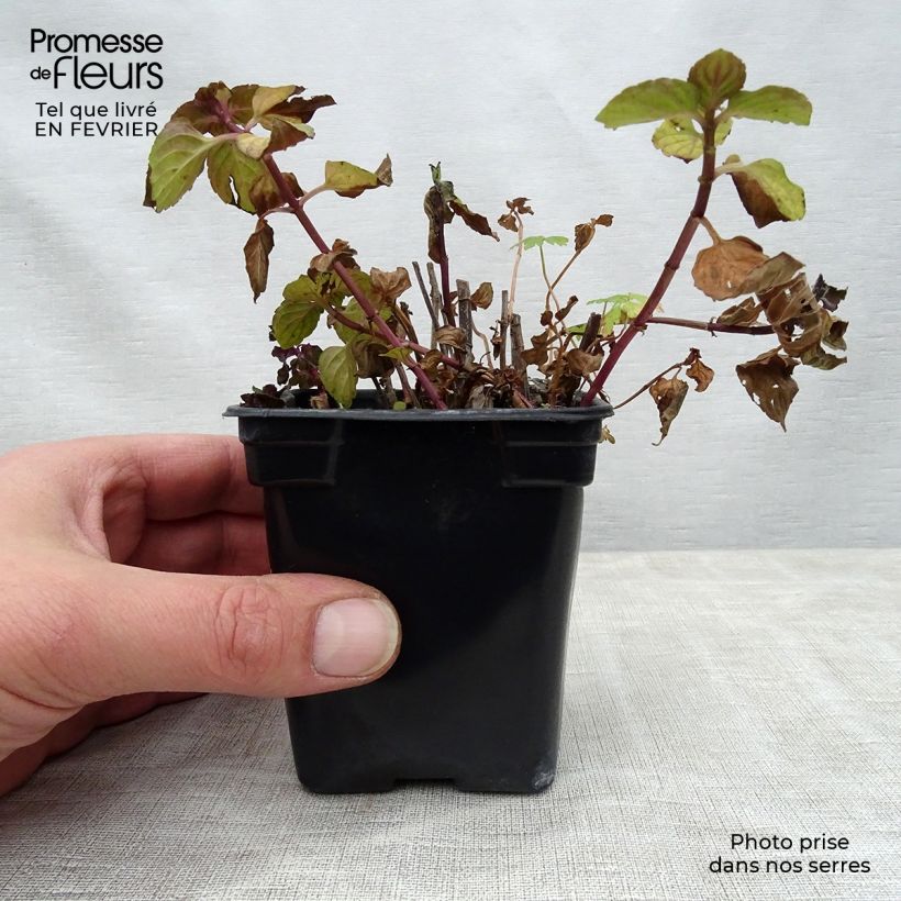 Spécimen de Menthe Réglisse BIO - Mentha x piperita Réglisse Godet de 7/8 cm tel que livré en hiver